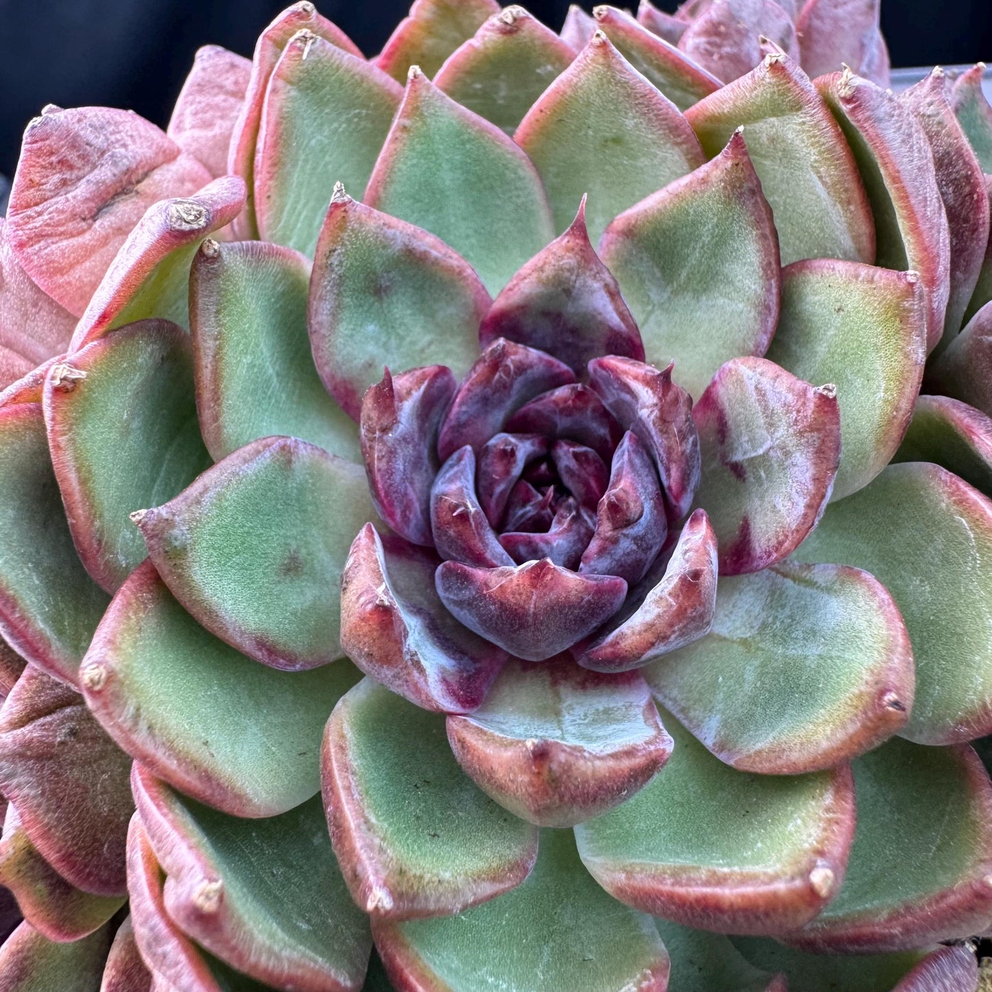 Echeveria' Blue Berry', 5.4inches, J13