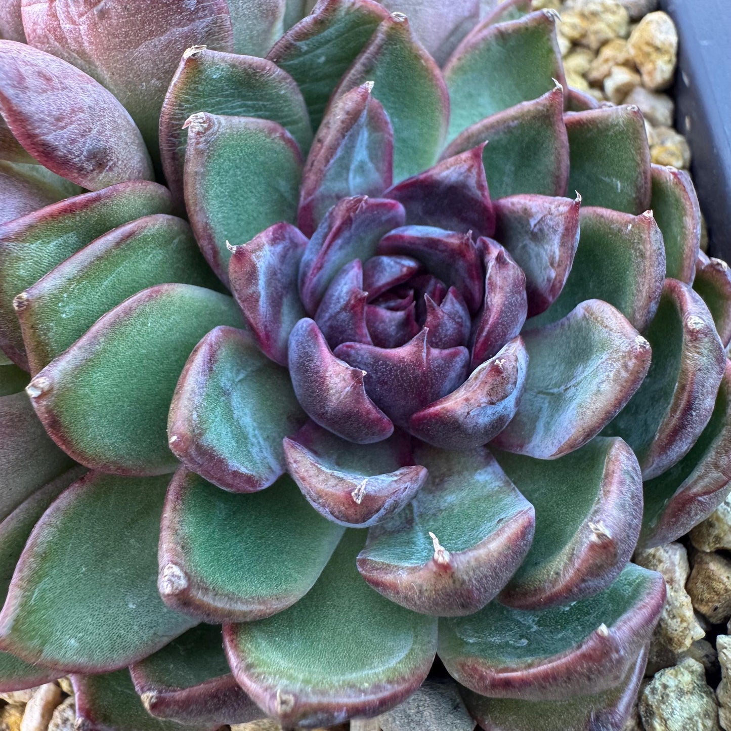 Echeveria' Blue Berry', 5.4inches, J13