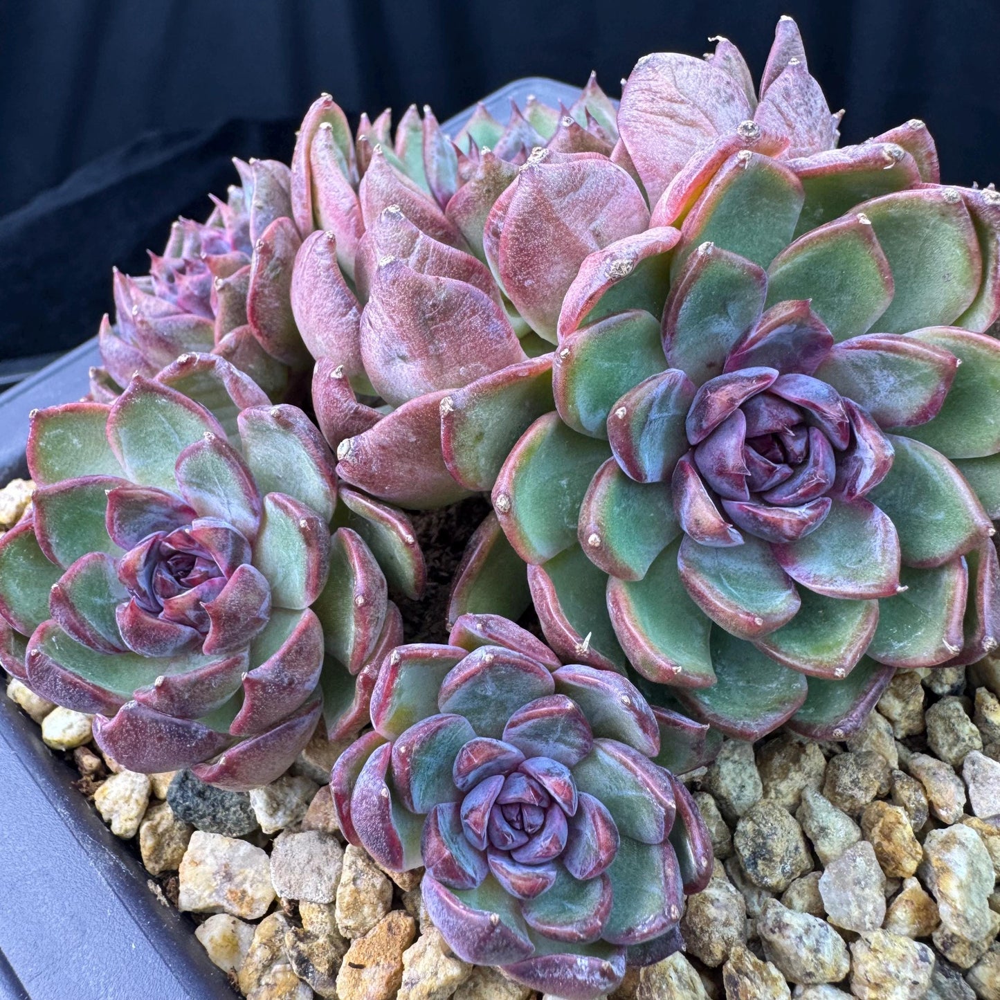 Echeveria' Blue Berry', 5.4inches, J13