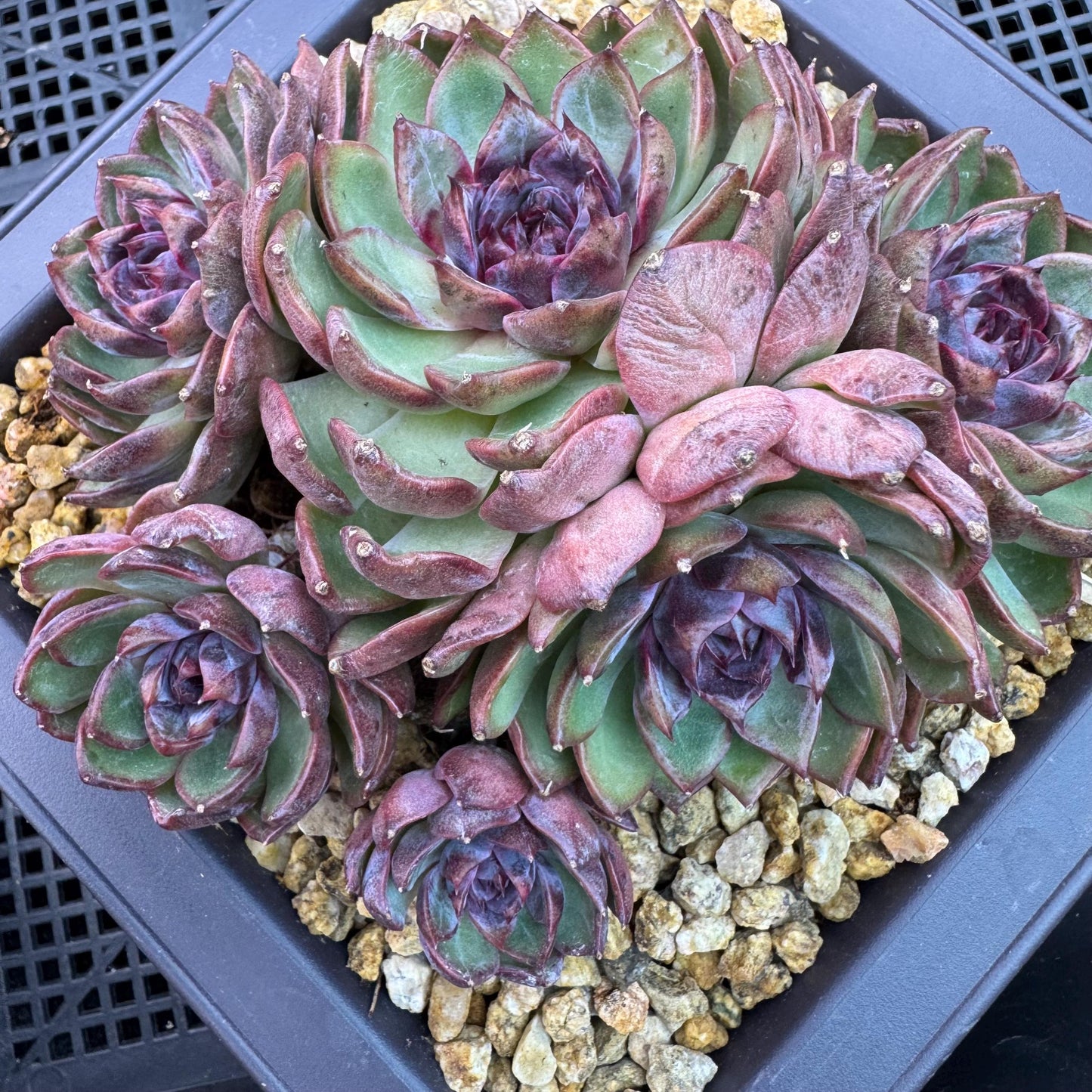 Echeveria' Blue Berry', 5.4inches, J13