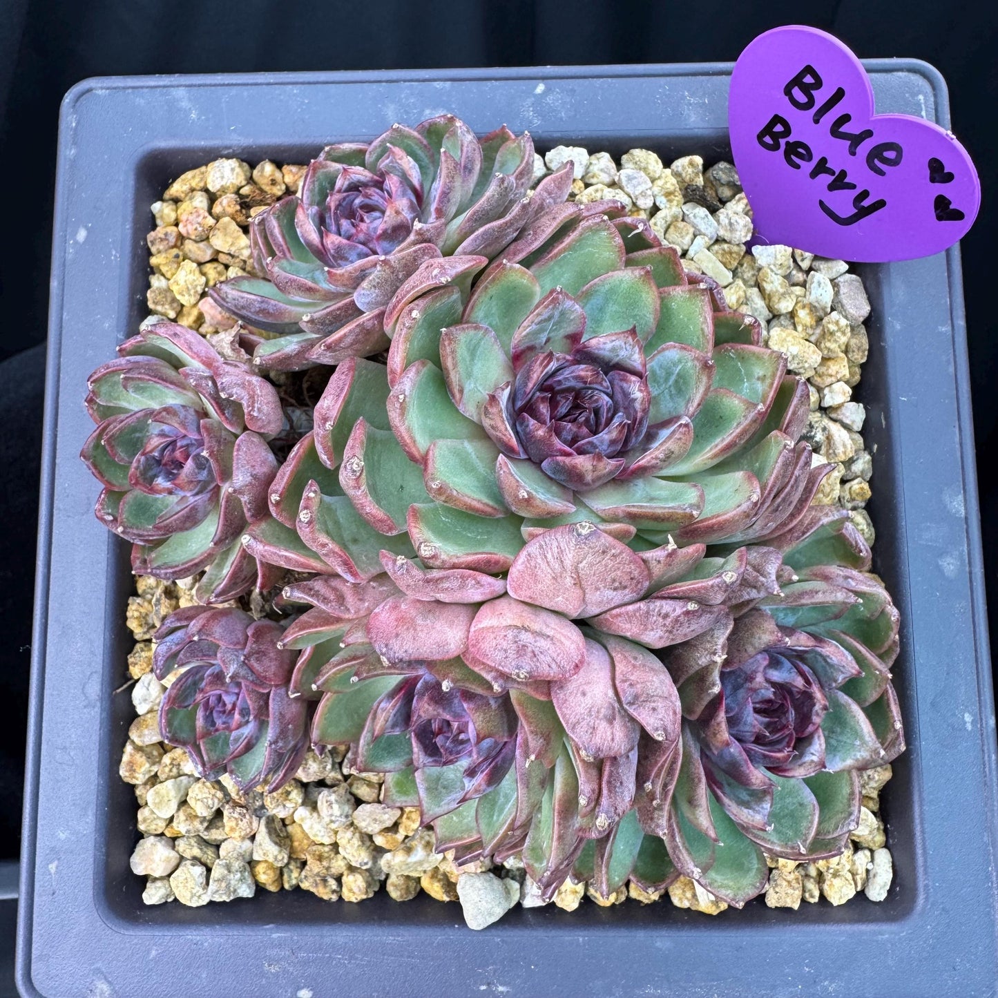 Echeveria' Blue Berry', 5.4inches, J13