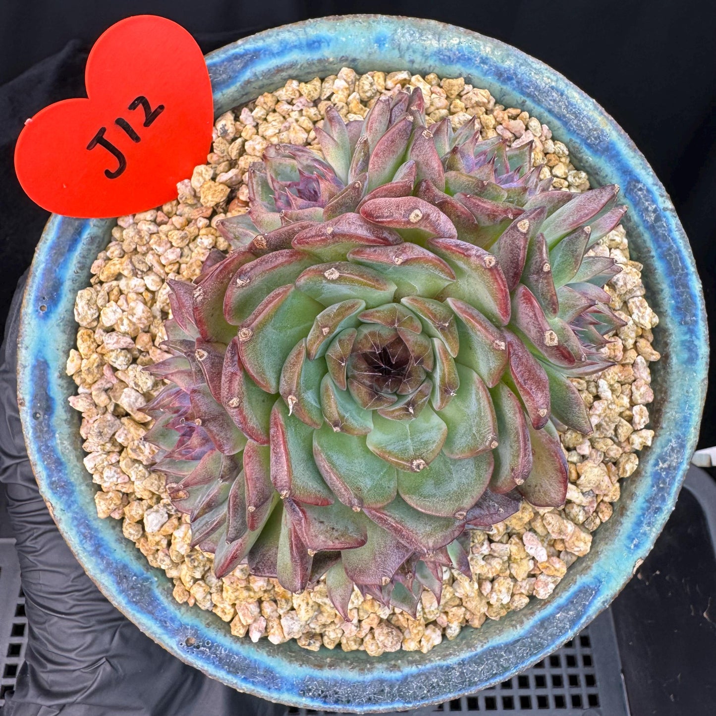 Echeveria' Blue Berry', 3.9inches, J12