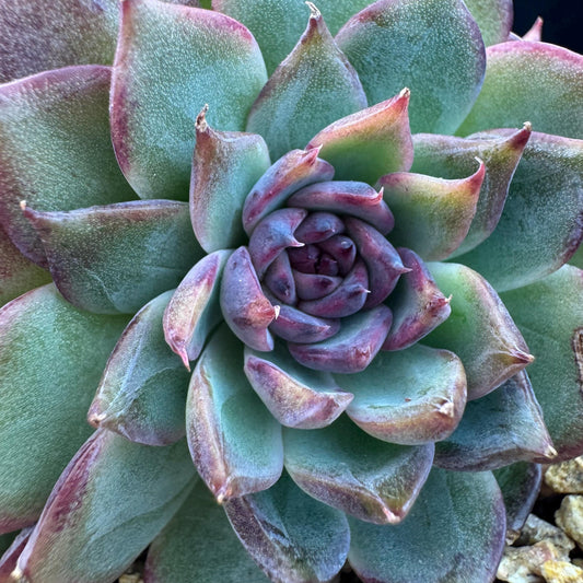 Echeveria' Blue Berry', 3.9inches, J12