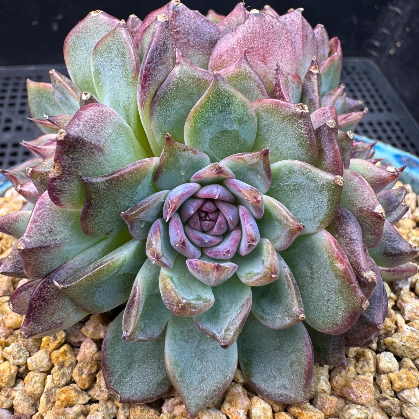 Echeveria' Blue Berry', 3.9inches, J12