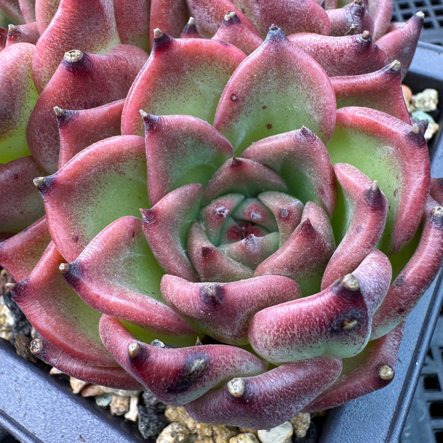 Echeveria  ‘Blue dragon ’, 7heads,   5.9inches - J29