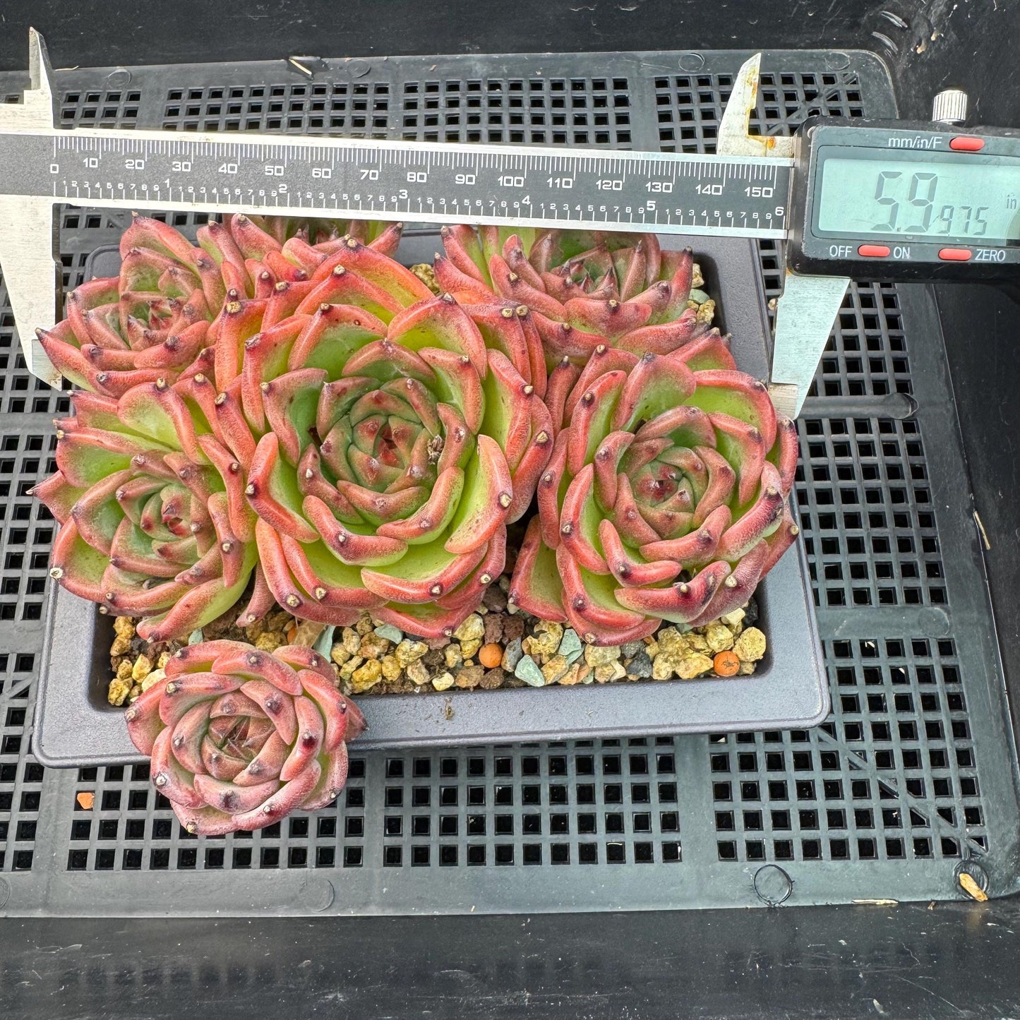 Echeveria  ‘Blue dragon ’, 7heads,   5.9inches - J29