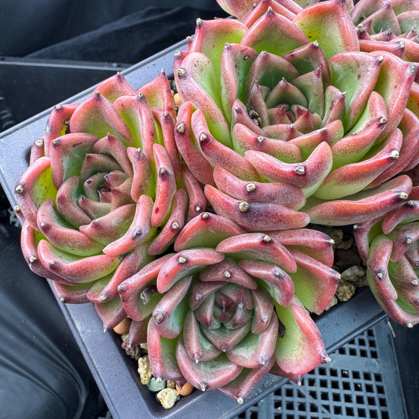 Echeveria  ‘Blue dragon ’, 7heads,   5.9inches - J29