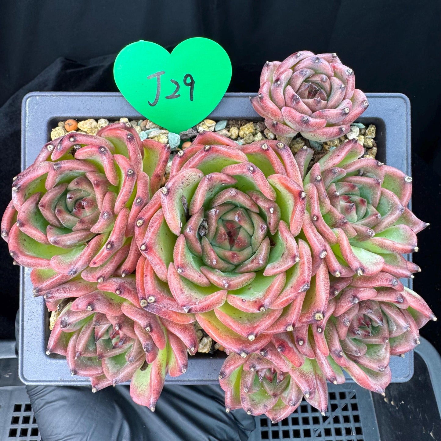 Echeveria  ‘Blue dragon ’, 7heads,   5.9inches - J29