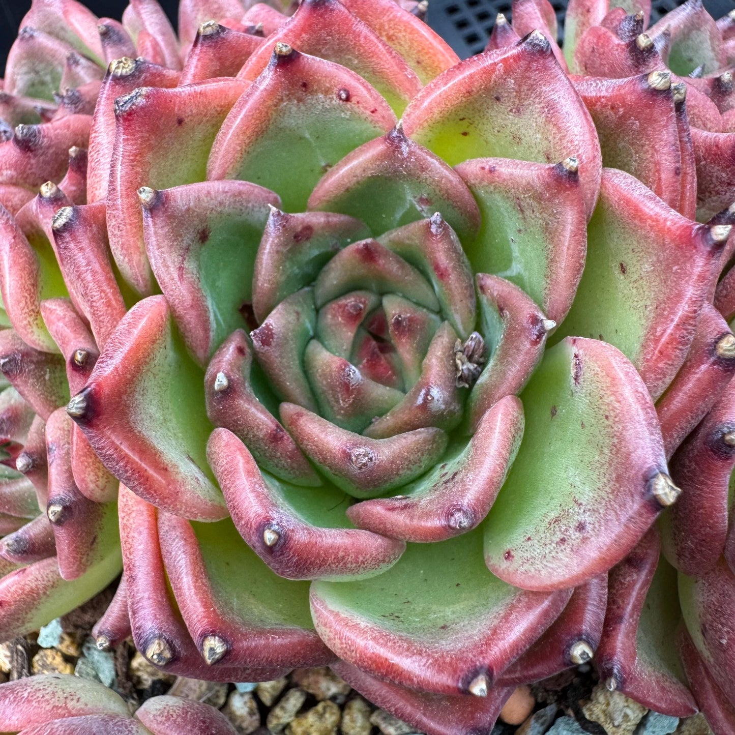 Echeveria  ‘Blue dragon ’, 7heads,   5.9inches - J29