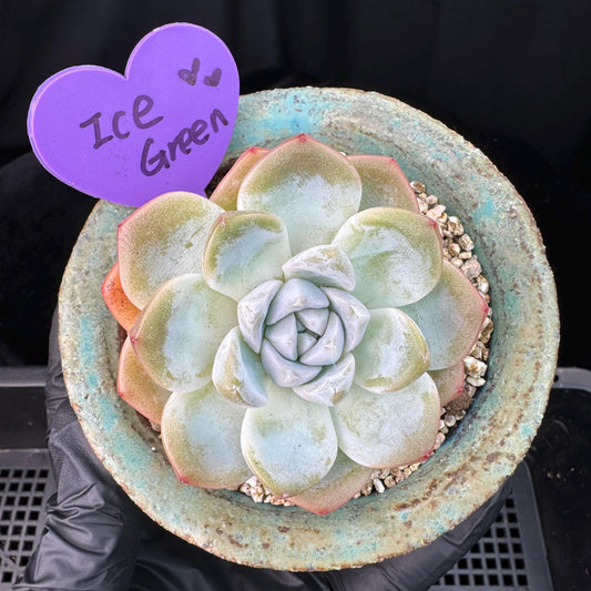 Echeveria  ‘Ice green ’, a single head with a baby head,  2.7inches , NO.20