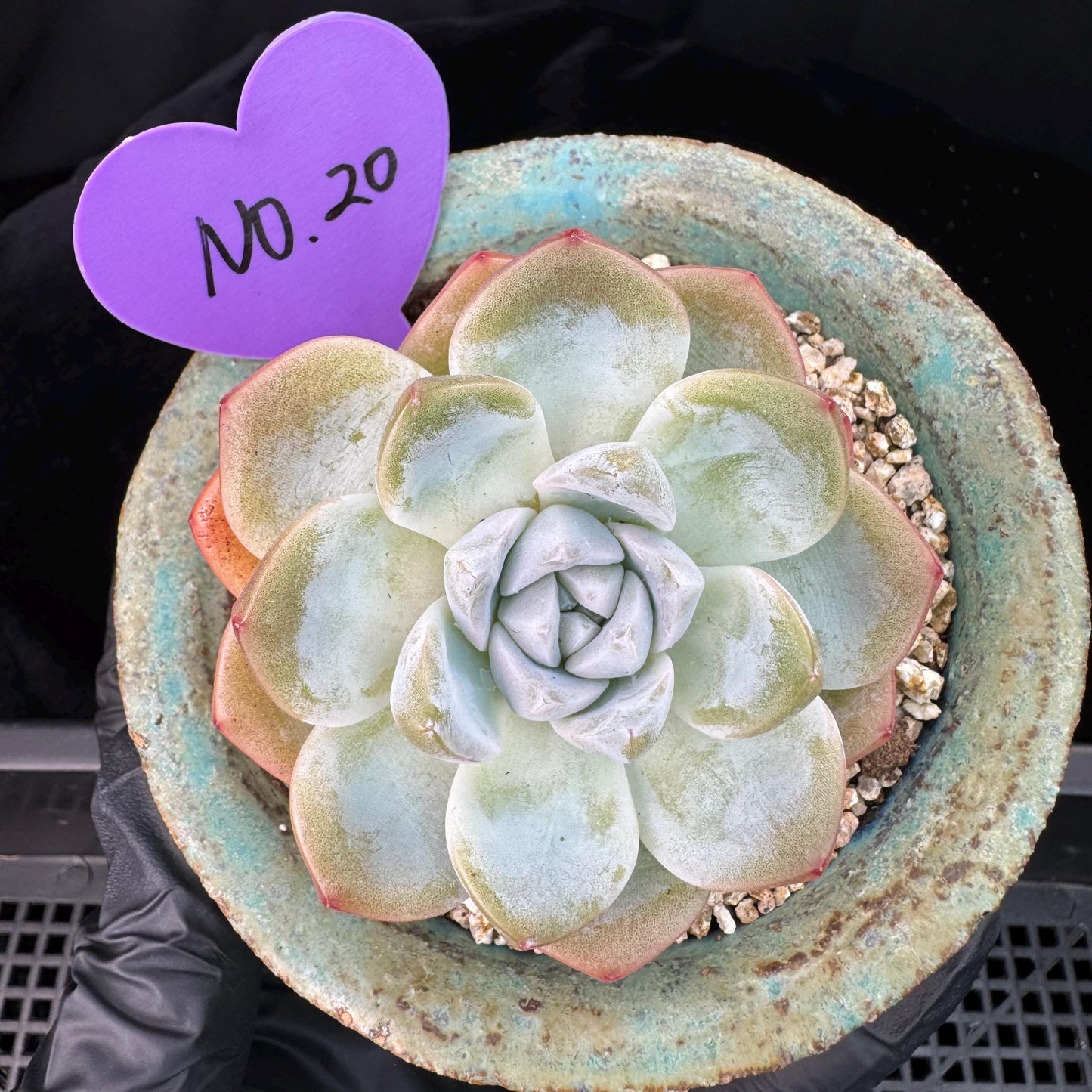 Echeveria  ‘Ice green ’, a single head with a baby head,  2.7inches , NO.20