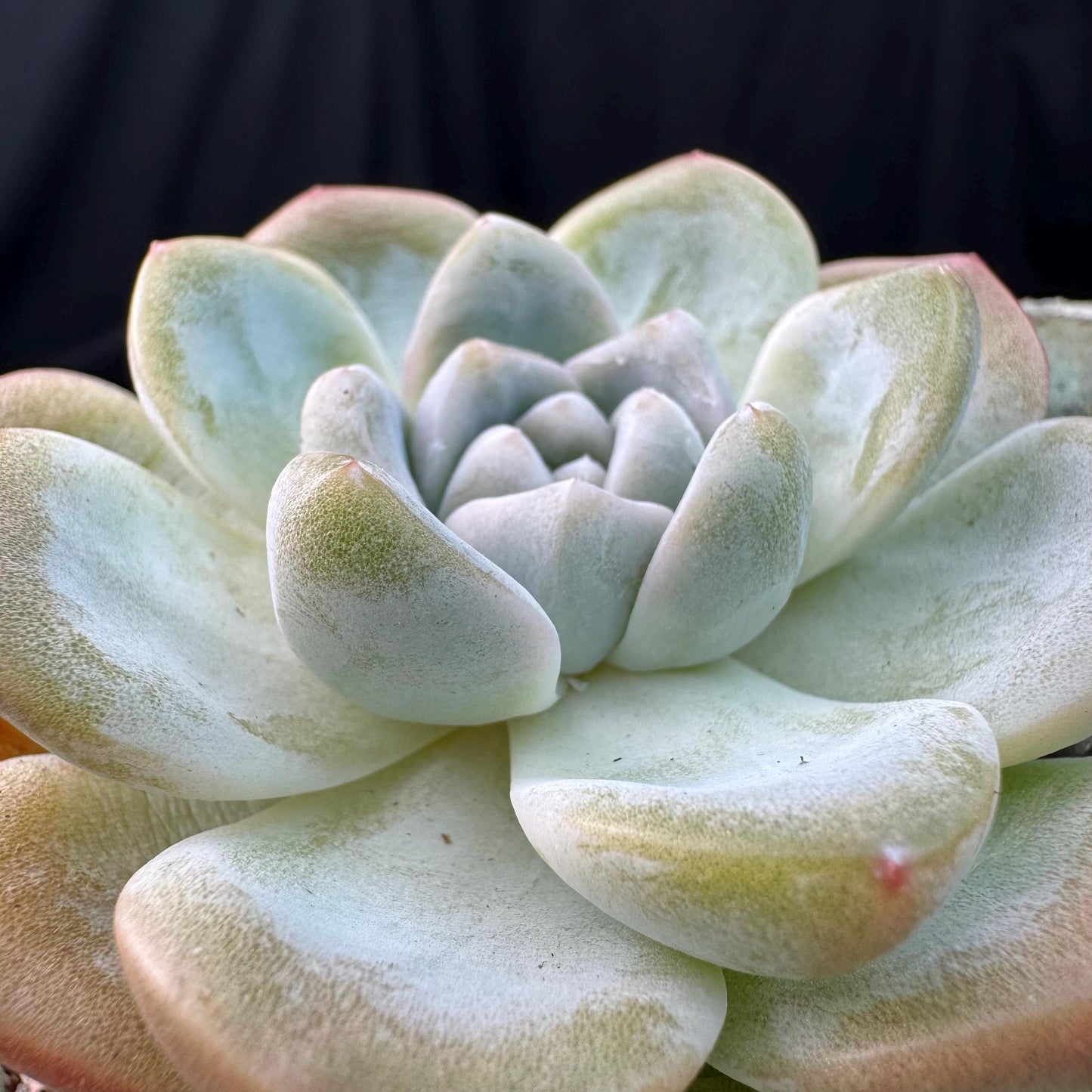 Echeveria  ‘Ice green ’, a single head with a baby head,  2.7inches , NO.20