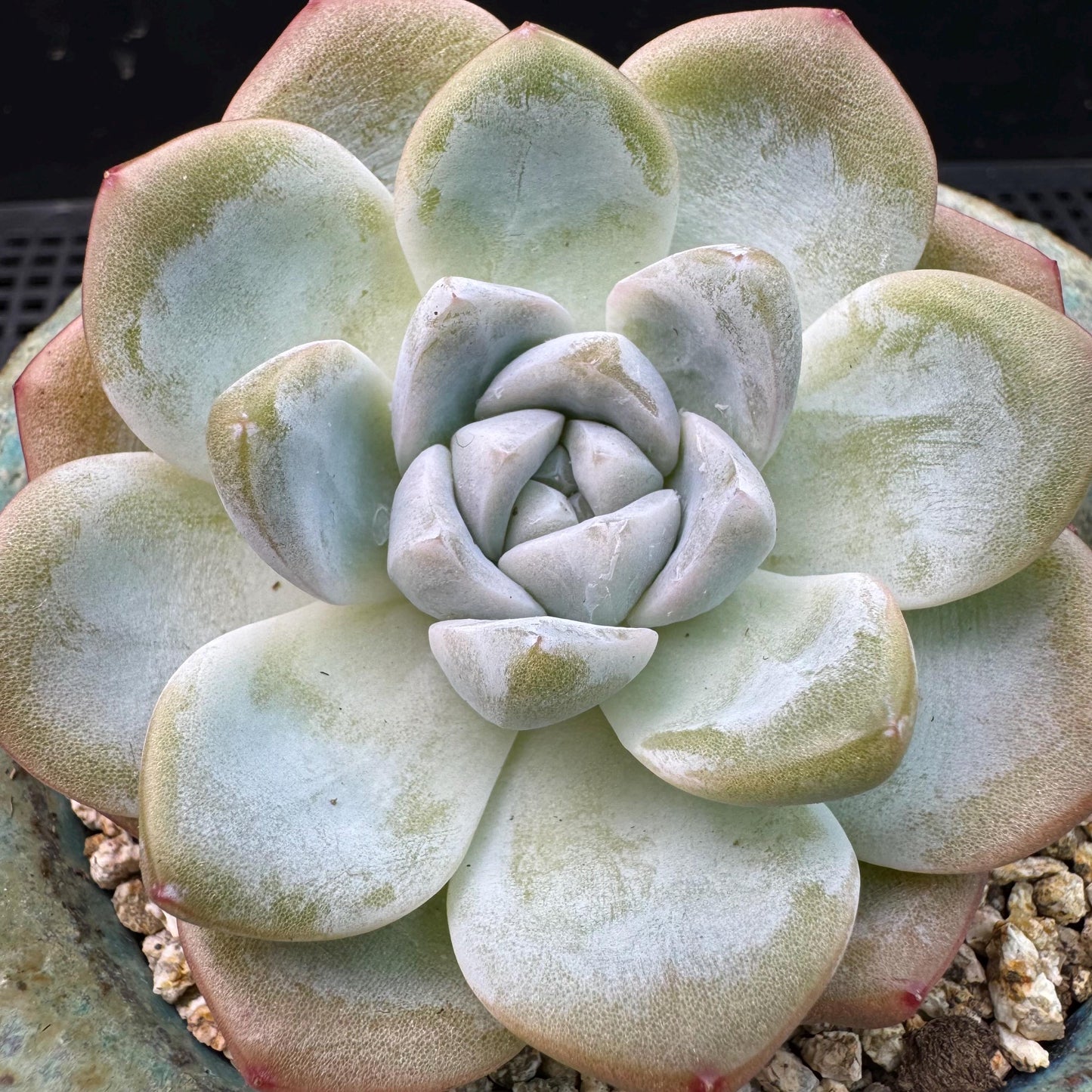Echeveria  ‘Ice green ’, a single head with a baby head,  2.7inches , NO.20