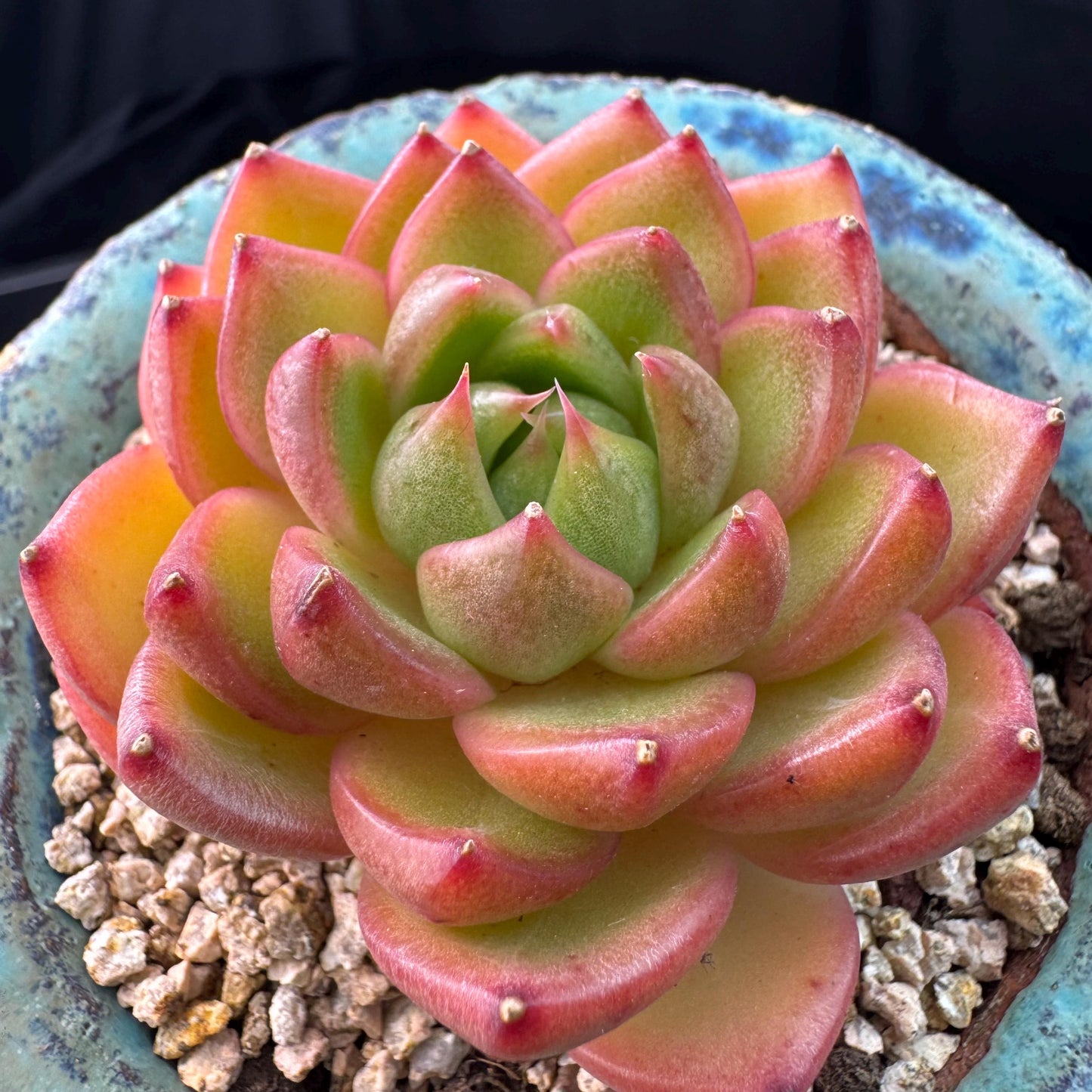 Echeveria' Moonlight treasure box', 2.5inches, J14