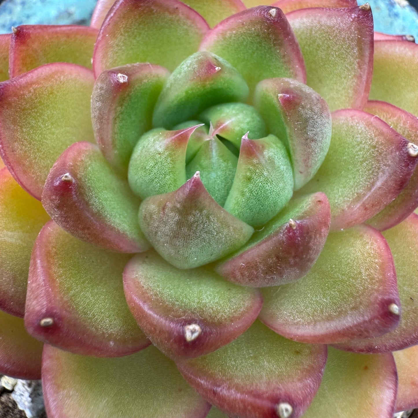 Echeveria' Moonlight treasure box', 2.5inches, J14