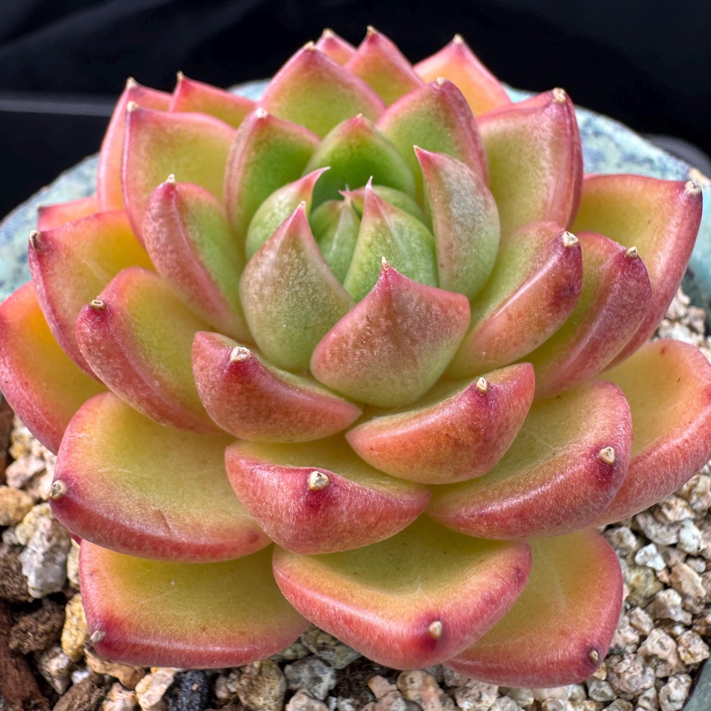 Echeveria' Moonlight treasure box', 2.5inches, J14