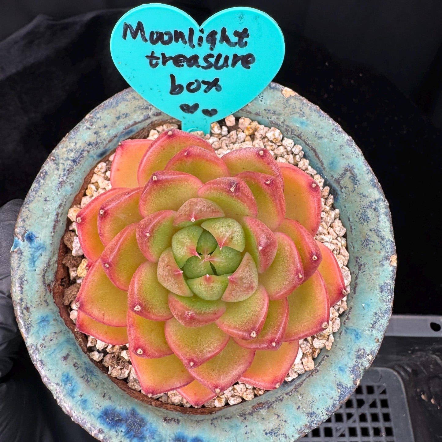 Echeveria' Moonlight treasure box', 2.5inches, J14