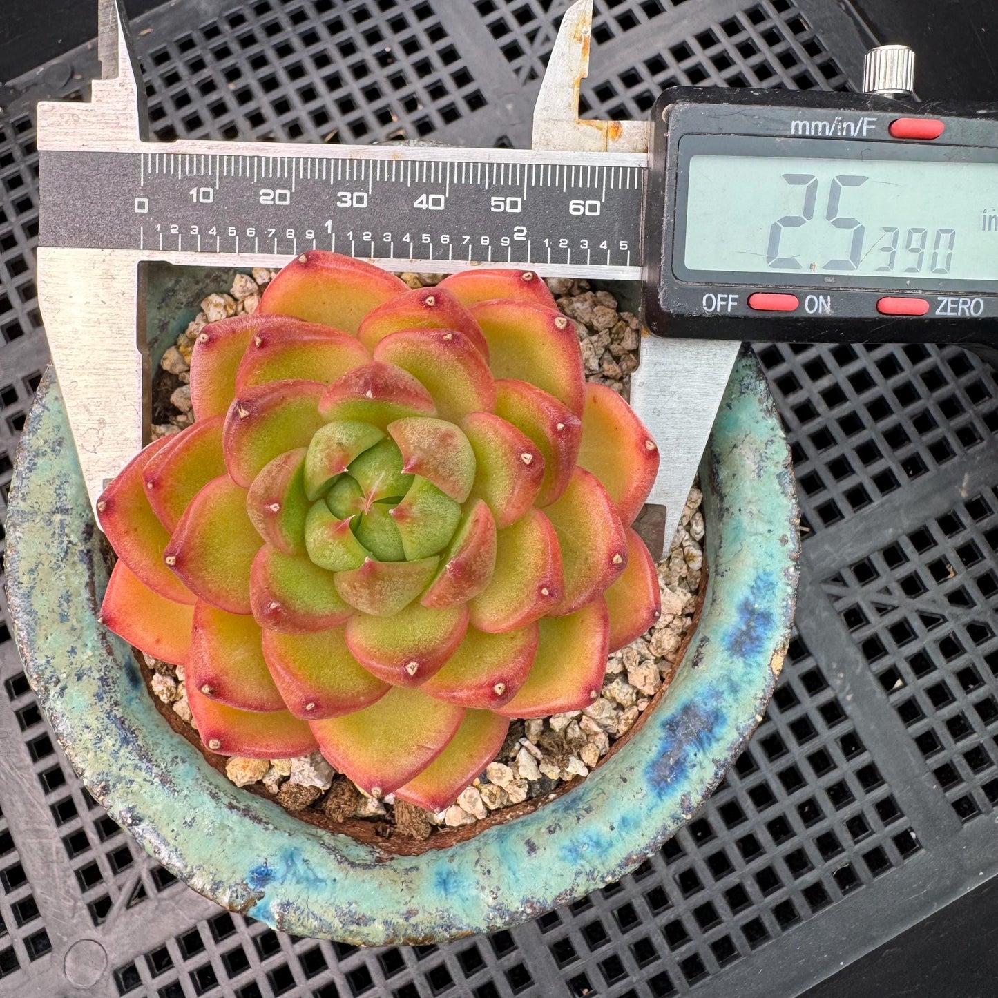 Echeveria' Moonlight treasure box', 2.5inches, J14