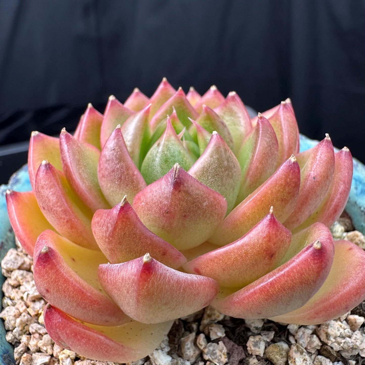 Echeveria' Moonlight treasure box', 2.5inches, J14
