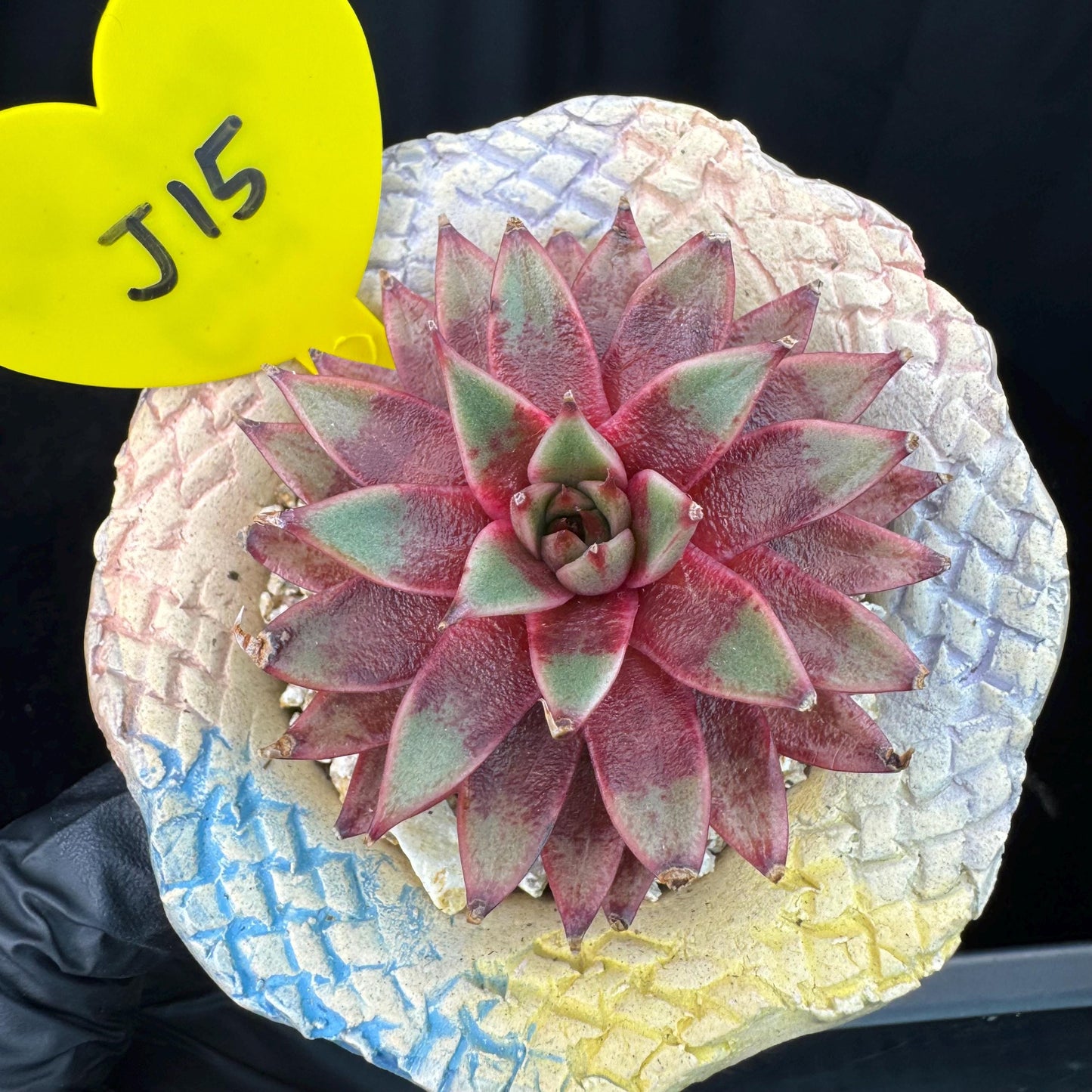 Echeveria' Red Sea king', 2.5inches, J15