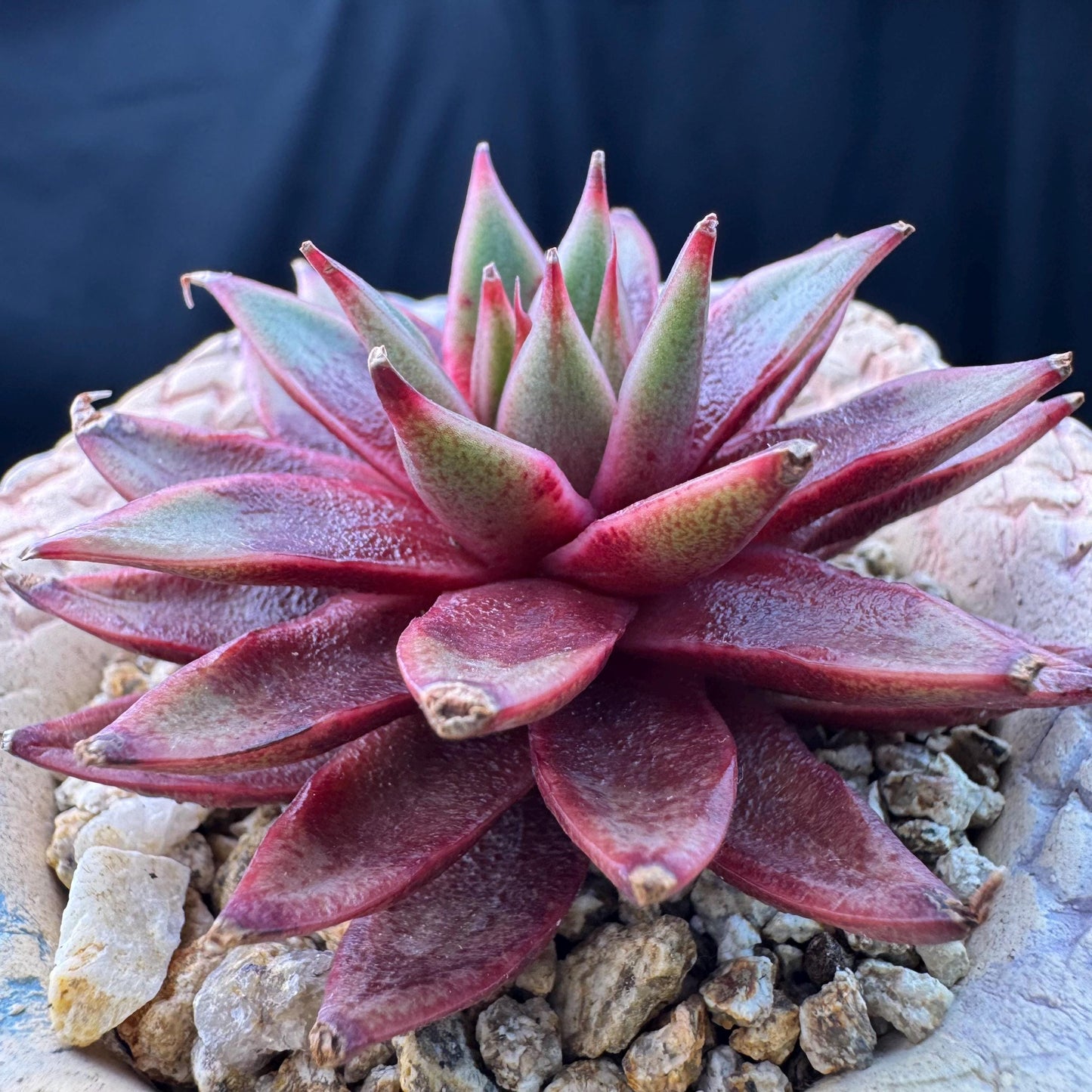 Echeveria' Red Sea king', 2.5inches, J15