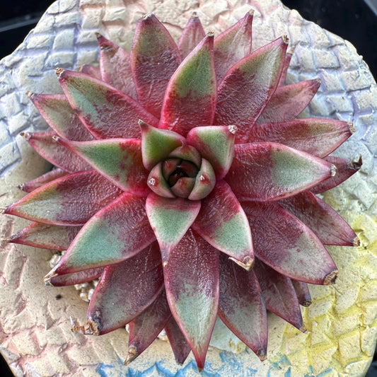 Echeveria' Red Sea king', 2.5inches, J15