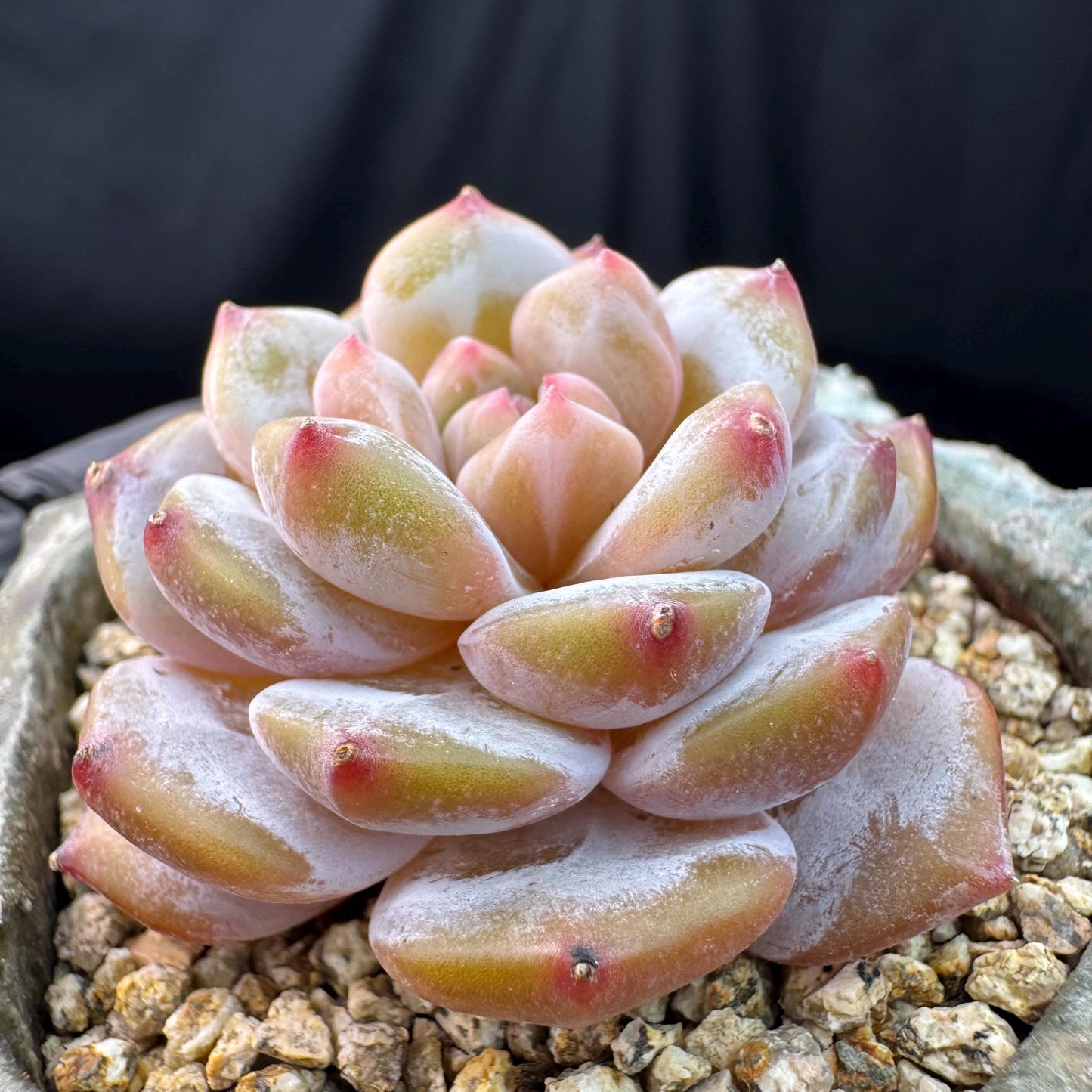 Echeveria' Star orange', 2.1inches, J11