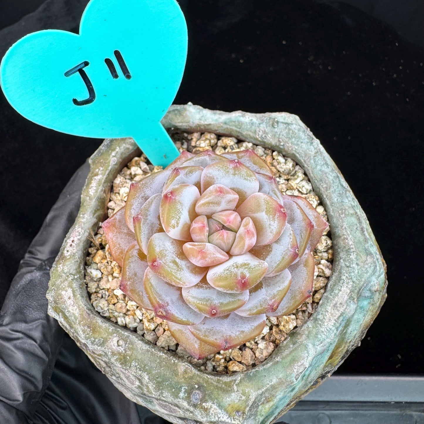 Echeveria' Star orange', 2.1inches, J11