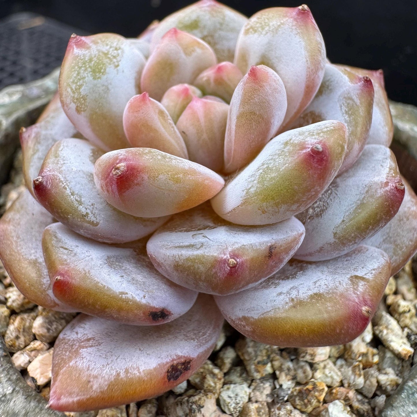 Echeveria' Star orange', 2.1inches, J11