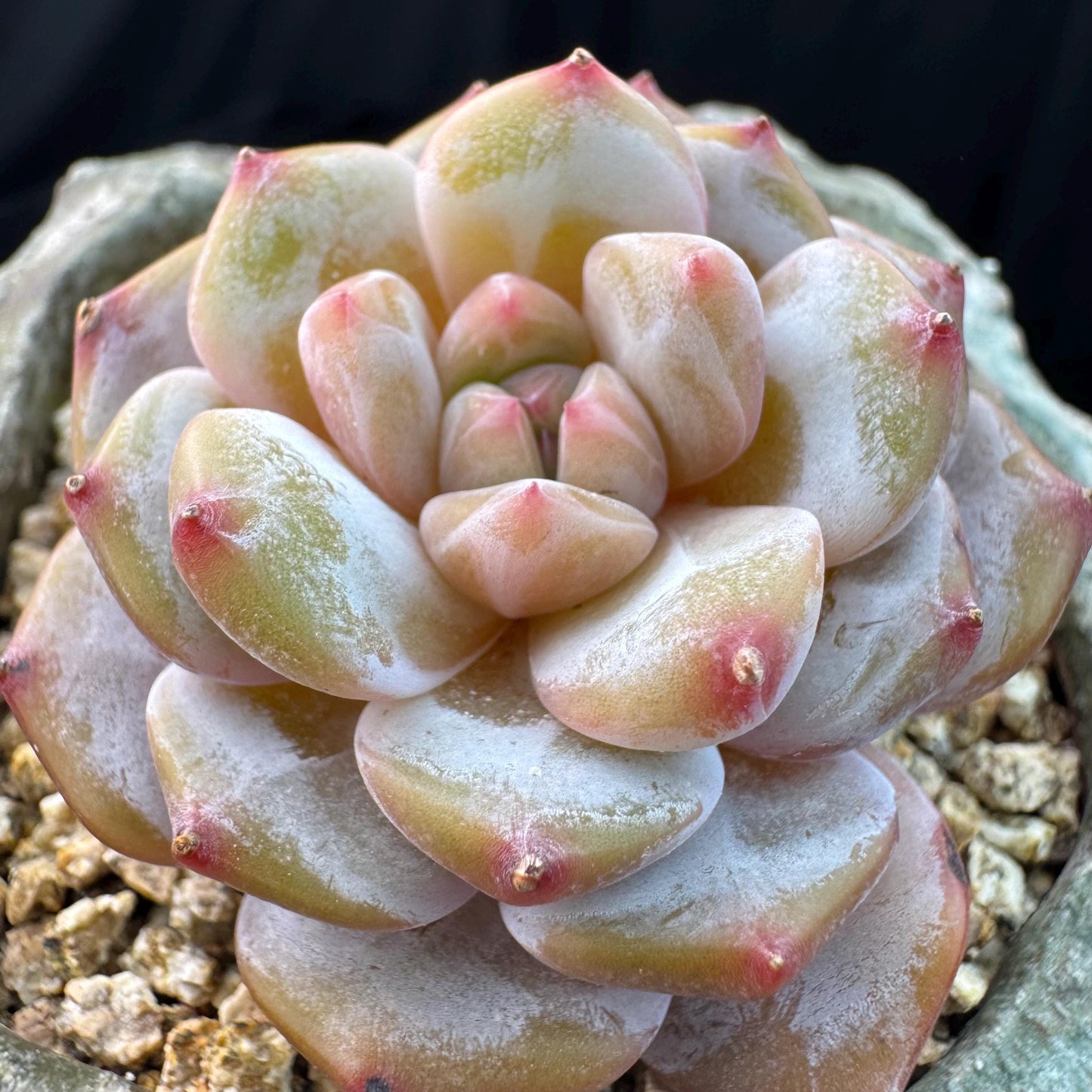 Echeveria' Star orange', 2.1inches, J11