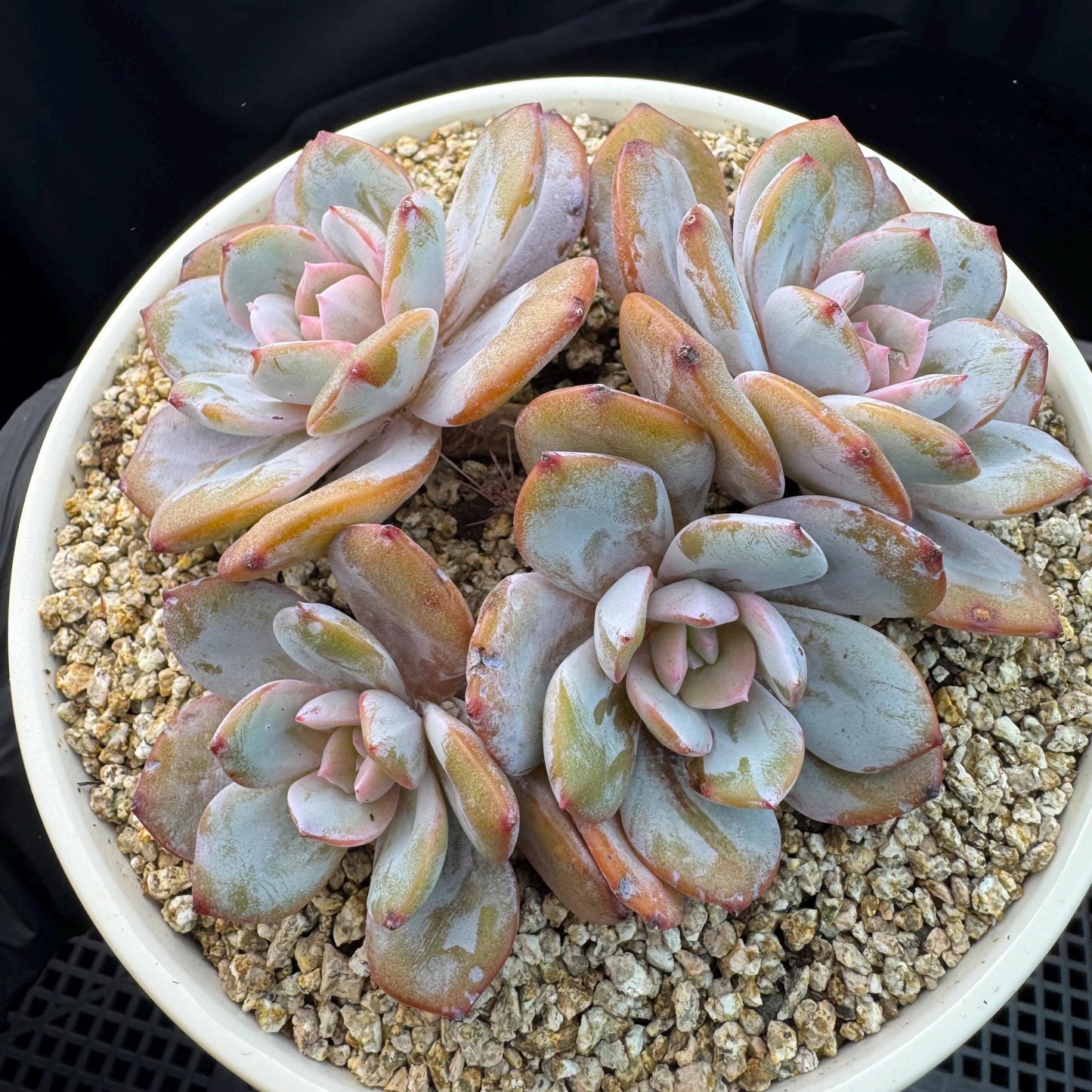 Echeveria' cream tea', 4headads,  4.7inches, J12