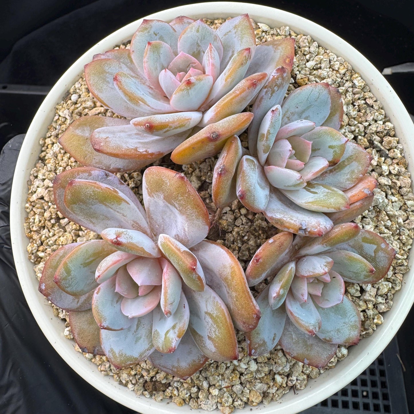 Echeveria' cream tea', 4headads,  4.7inches, J12