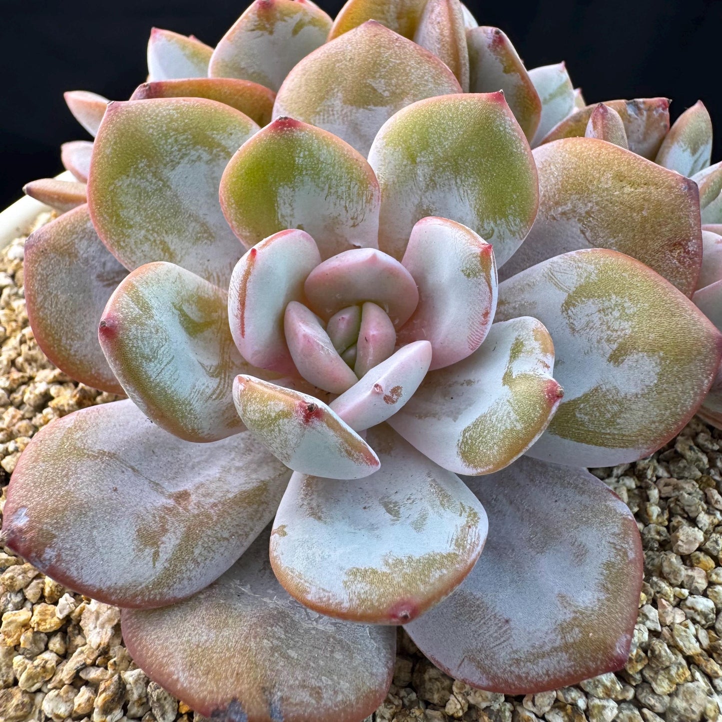 Echeveria' cream tea', 4headads,  4.7inches, J12