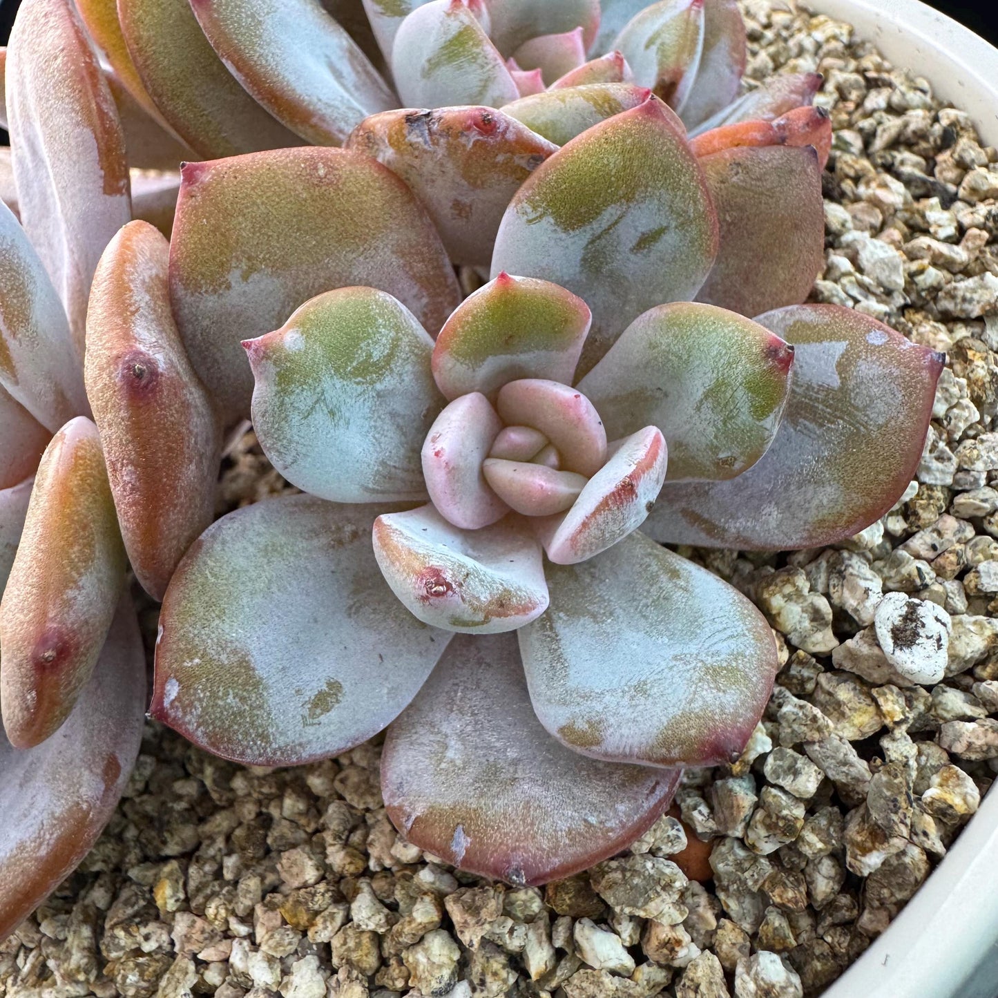 Echeveria' cream tea', 4headads,  4.7inches, J12