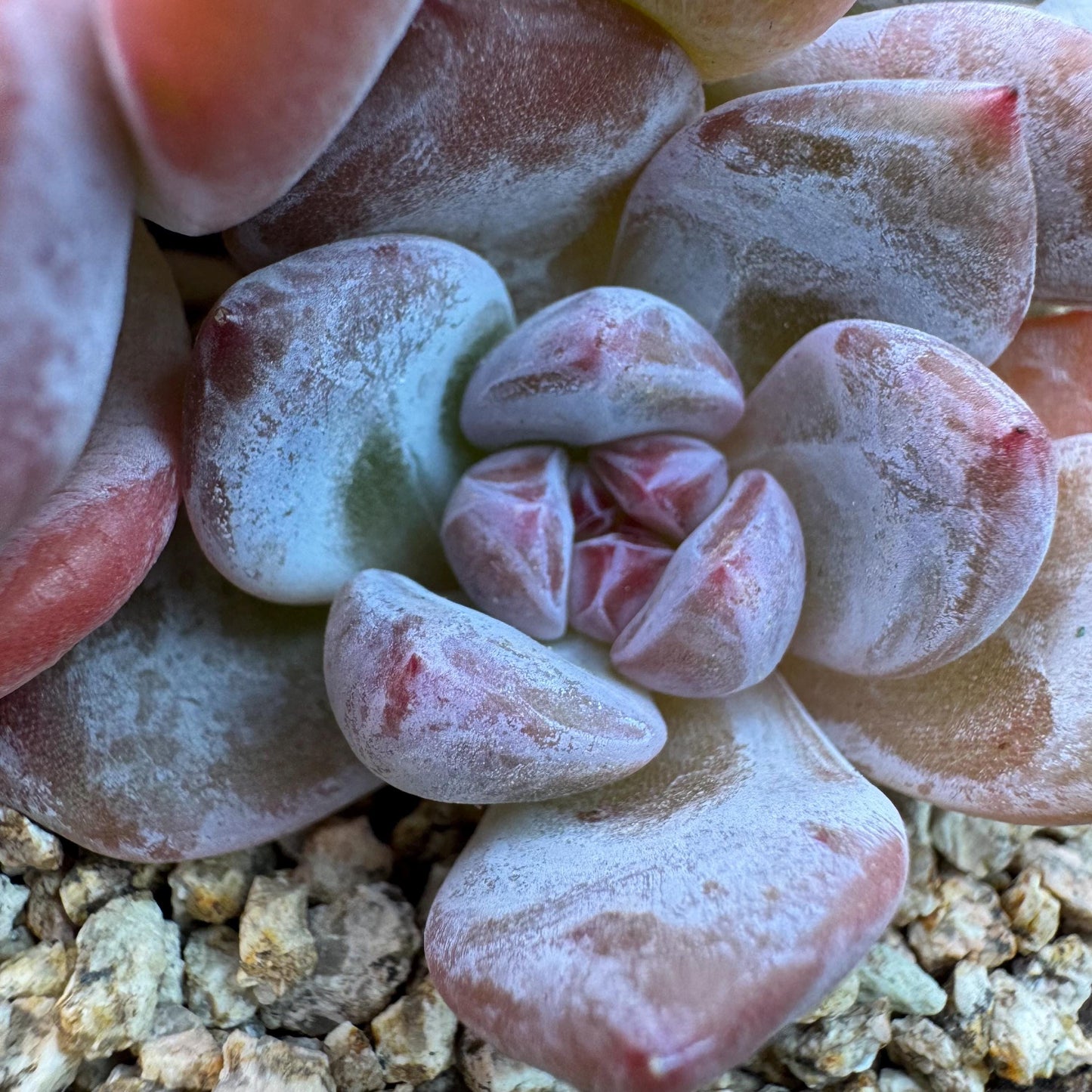 Echeveria' Orange Monroe ',4heads,  3.9inches, J10