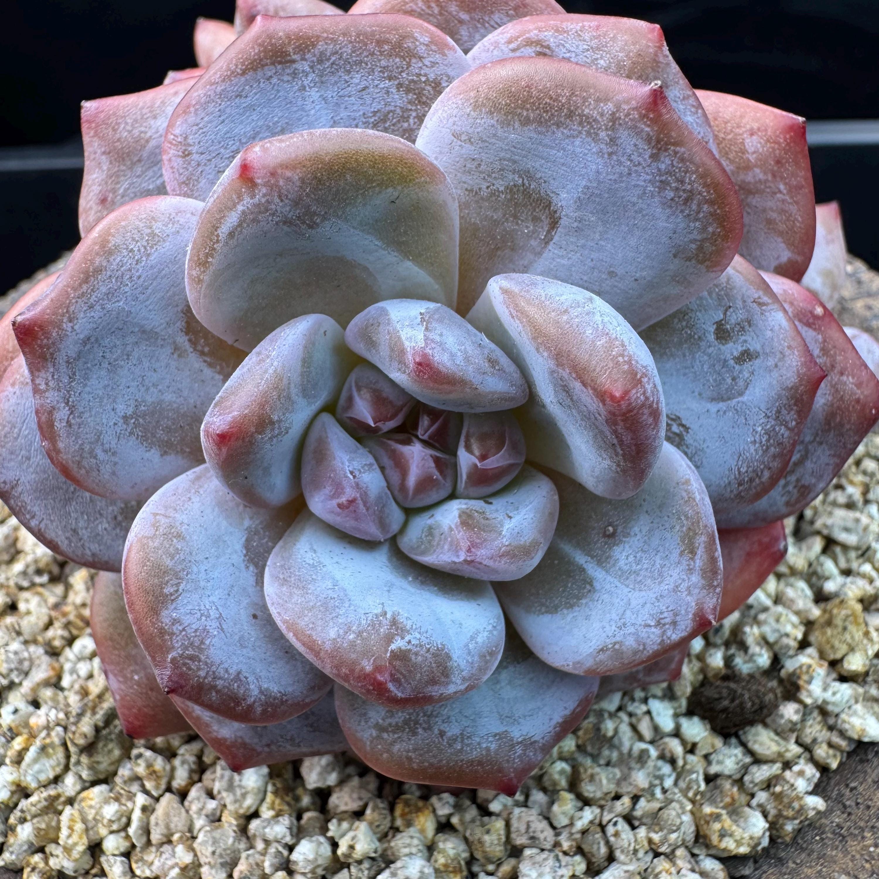 Echeveria – Succulent Loft