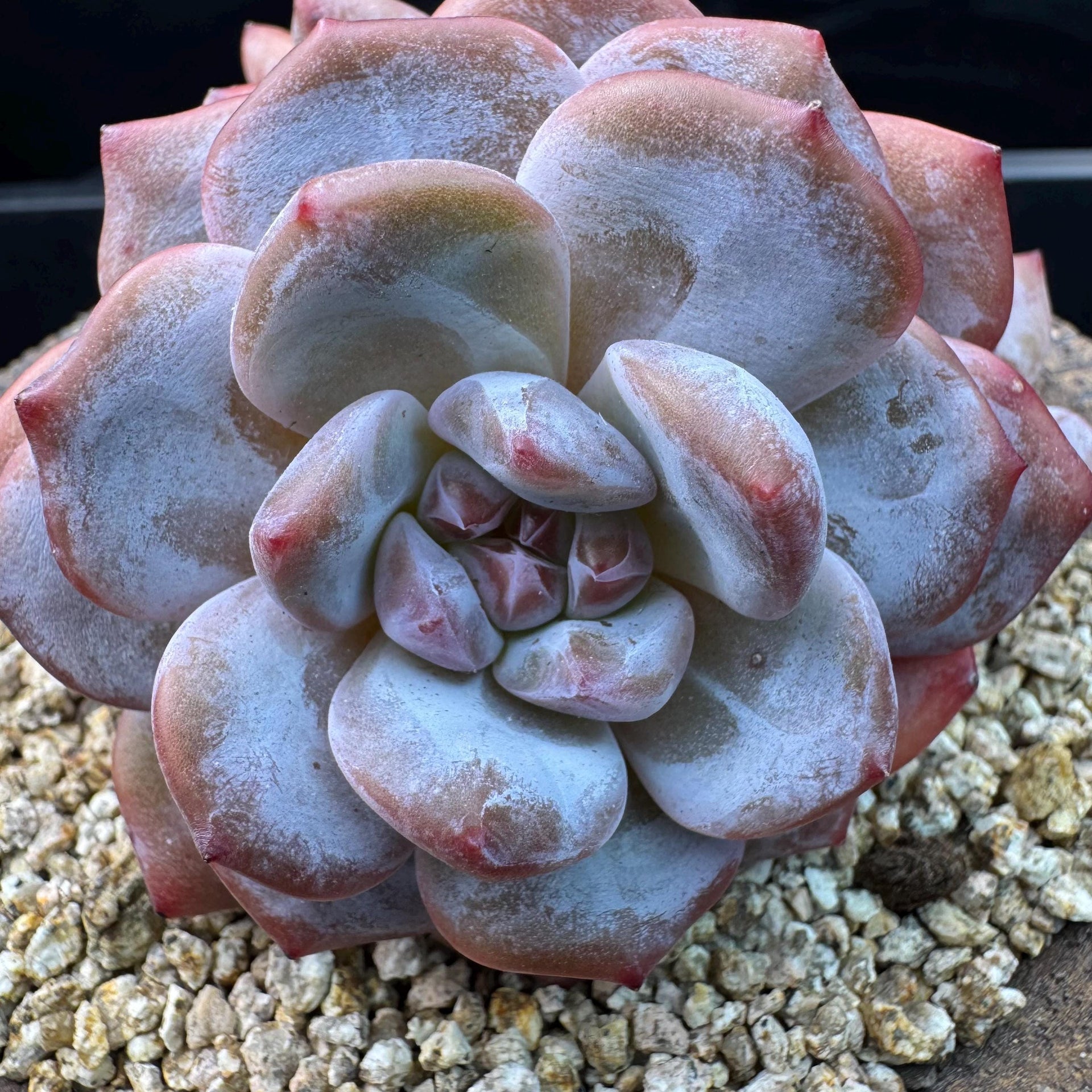 orange monroe succulent Echeveria' Orange Monroe ',4heads, 3.9inches, J10 – Succulent Loft