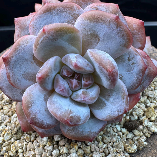 Echeveria' Orange Monroe ',4heads,  3.9inches, J10