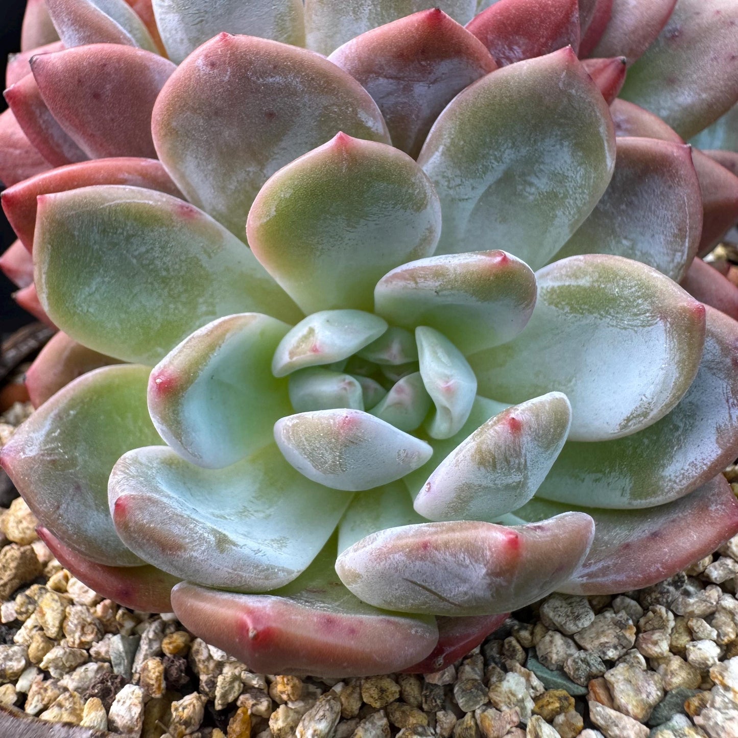 Echeveria' Orange Monroe ', 5.1inches, J28