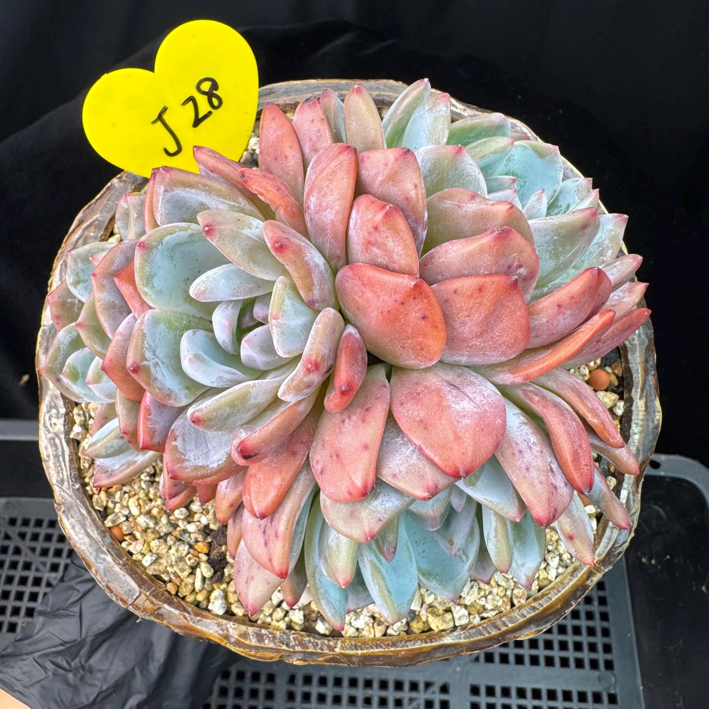 Echeveria' Orange Monroe ', 5.1inches, J28