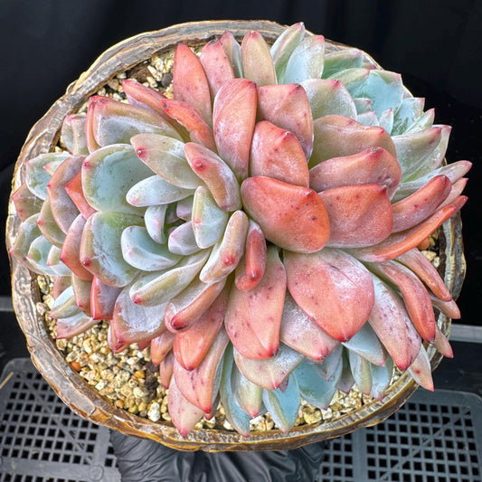 Echeveria' Orange Monroe ', 5.1inches, J28