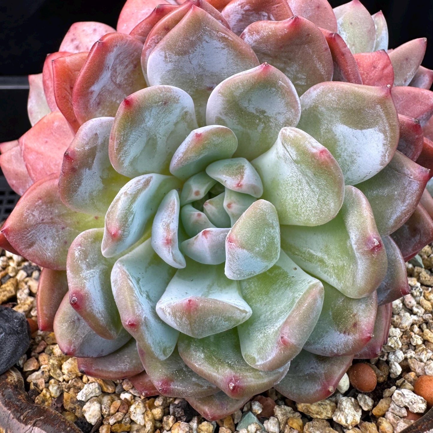 Echeveria' Orange Monroe ', 5.1inches, J28