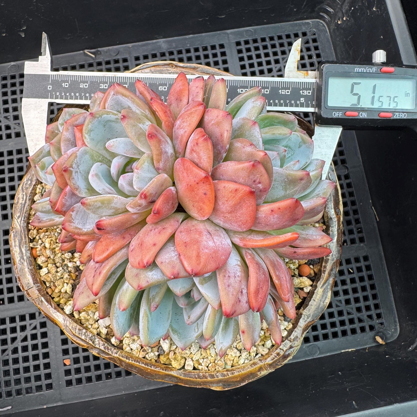 Echeveria' Orange Monroe ', 5.1inches, J28