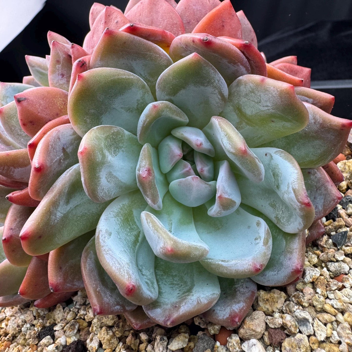 Echeveria' Orange Monroe ', 5.1inches, J28
