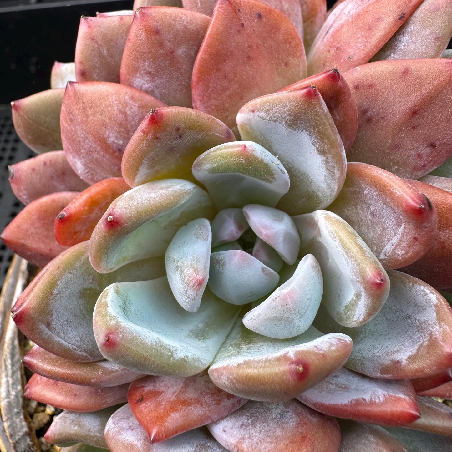 Echeveria' Orange Monroe ', 5.1inches, J28