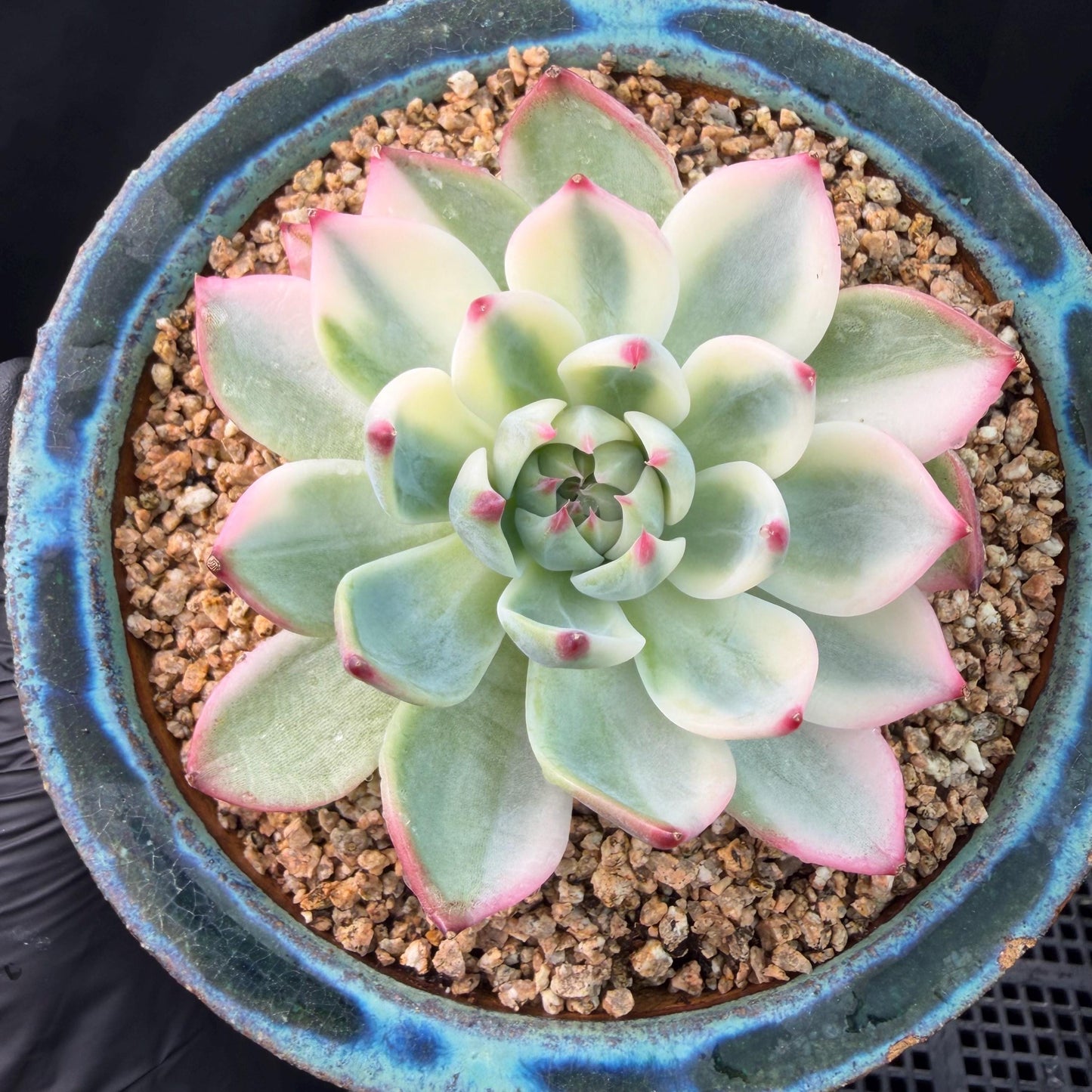 Echeveria  ‘Chihuahuaenis variegated',  single head, 3.1inches ,J05