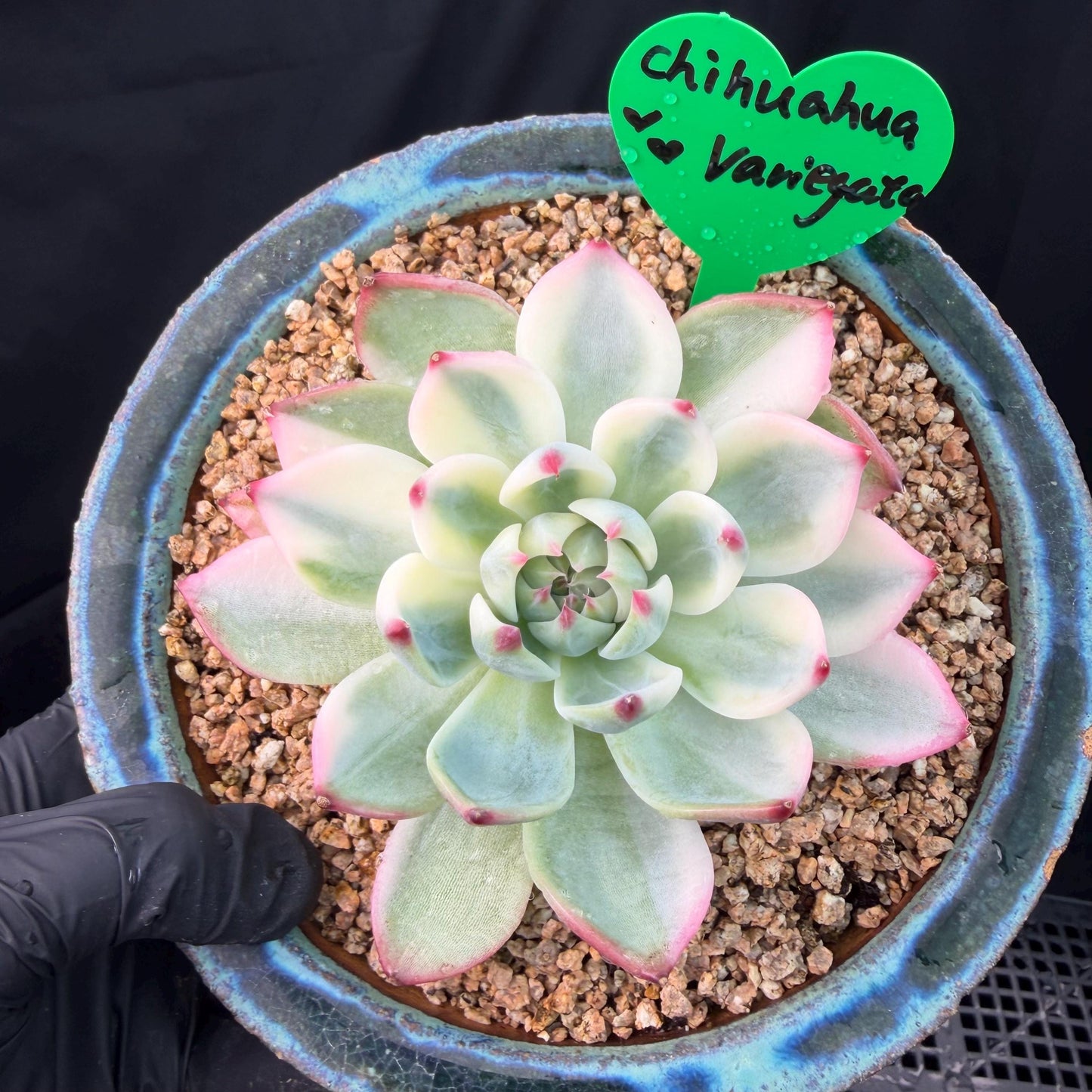 Echeveria  ‘Chihuahuaenis variegated',  single head, 3.1inches ,J05