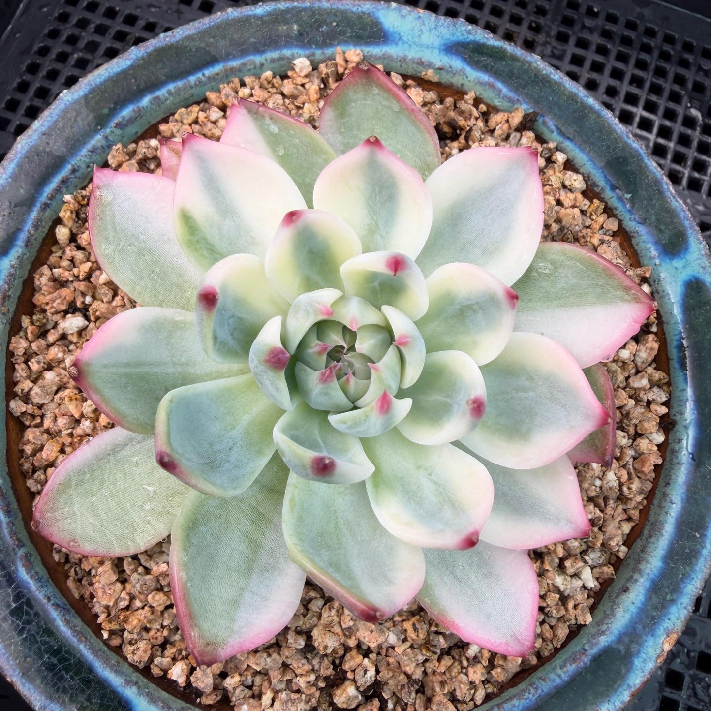 Echeveria  ‘Chihuahuaenis variegated',  single head, 3.1inches ,J05