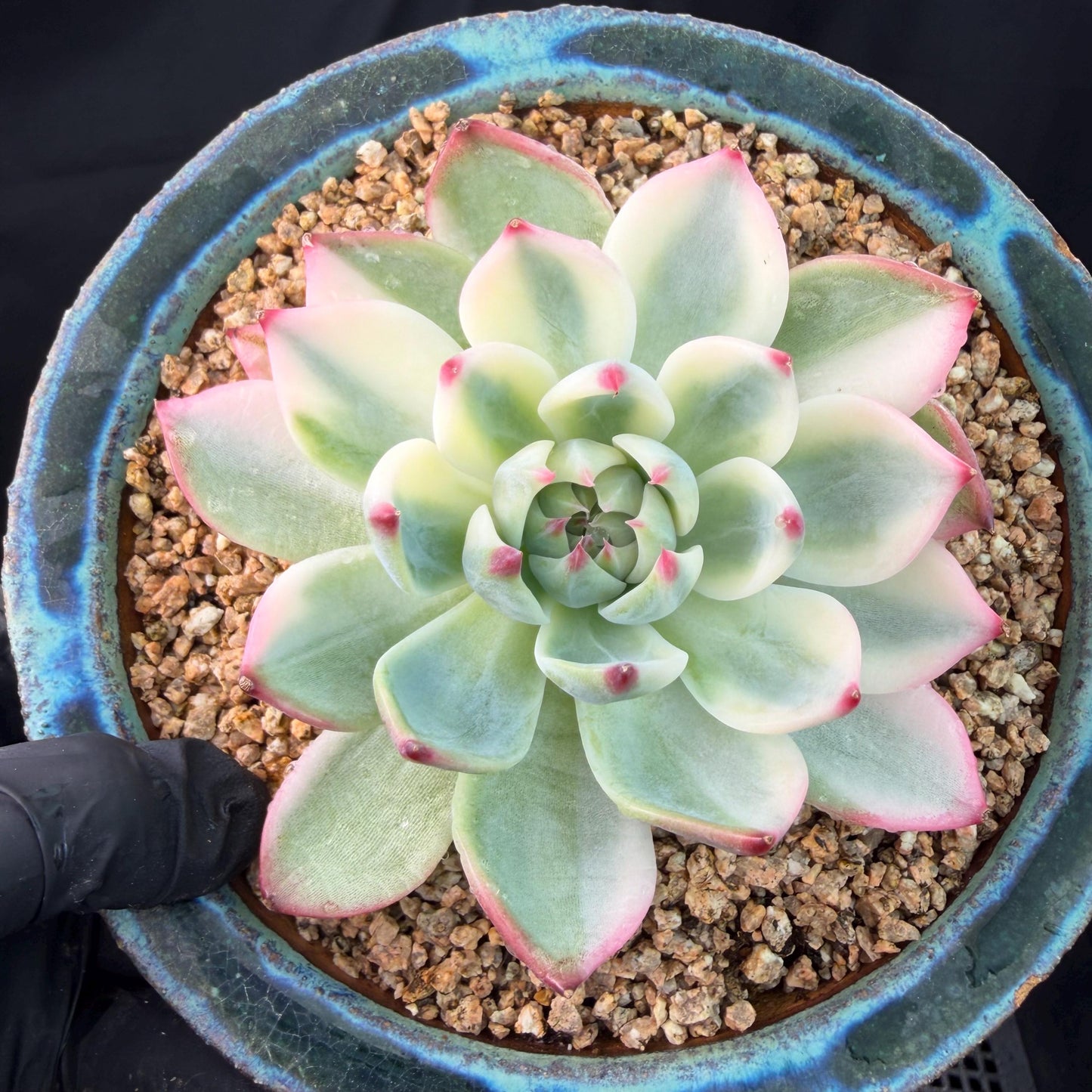 Echeveria  ‘Chihuahuaenis variegated',  single head, 3.1inches ,J05