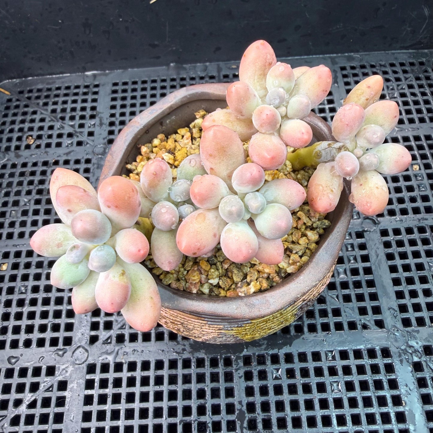 Echeveria  ‘sweetball',  3.6inches, J18